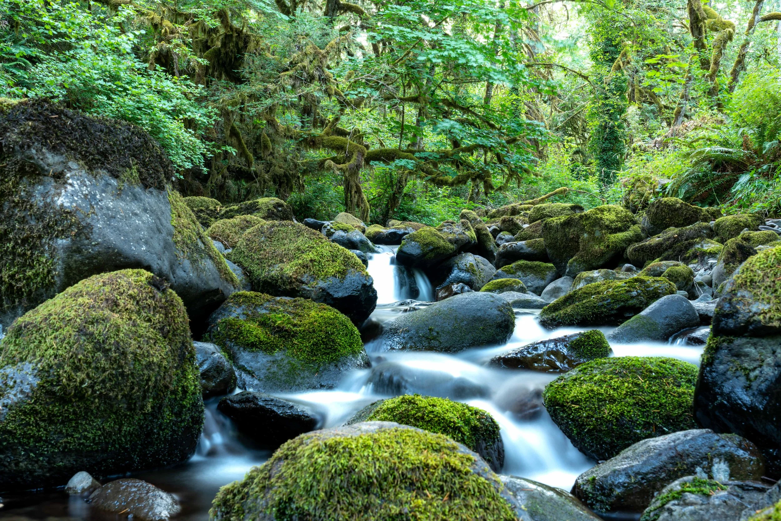 Trout Creek Wilderness Lodge Selects-26.jpg