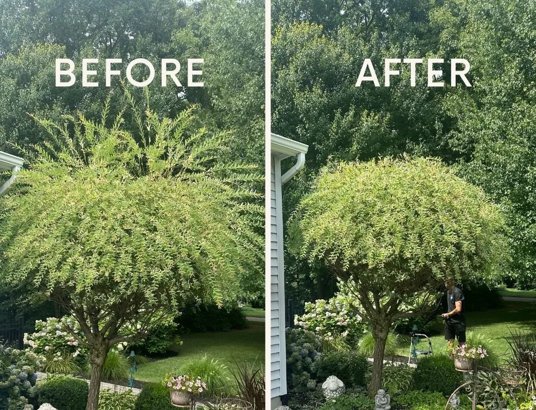 Side-by-side comparison of a well-maintained garden tree before and after pruning with text overlay advertising free quote and phone number.