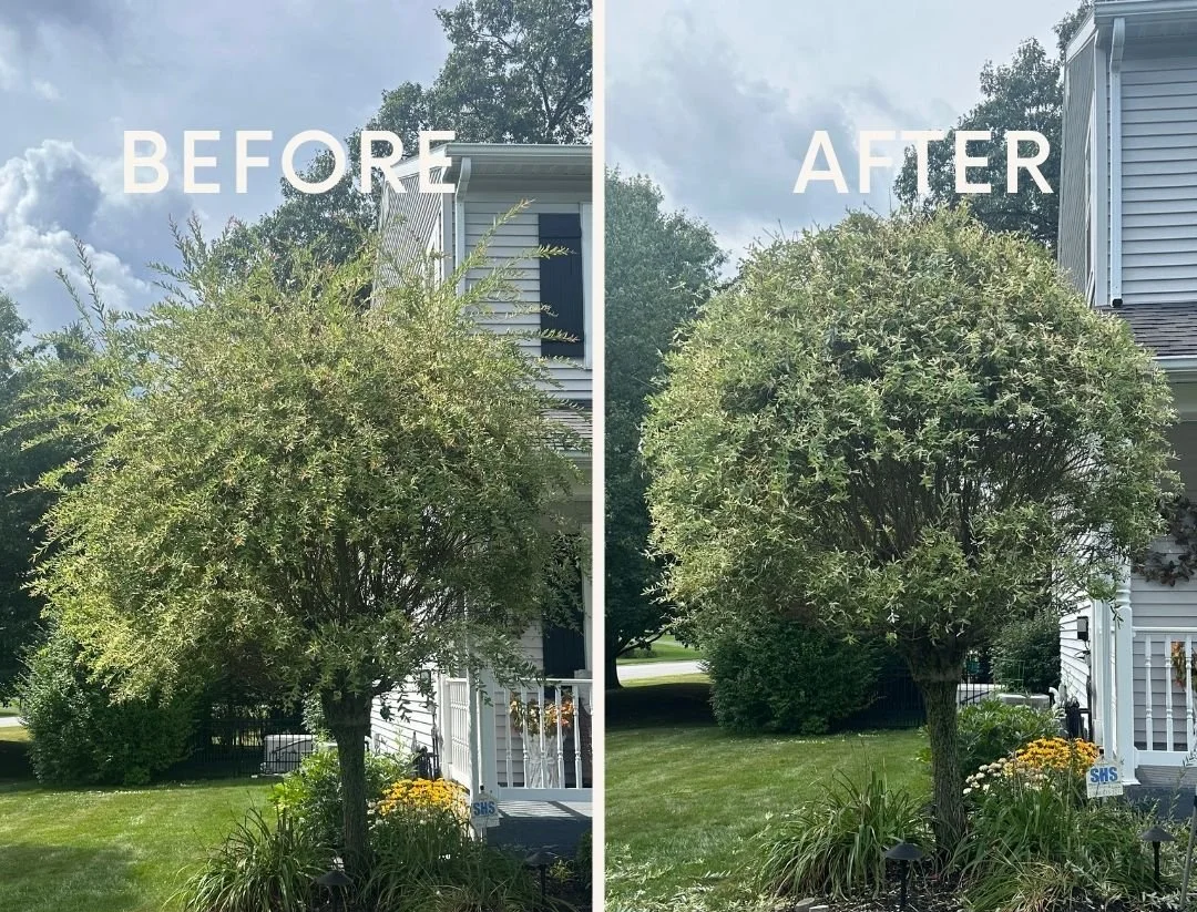 Before and after images of a tree trimming or landscaping service showing a tree before and after pruning in front of a house with text offering a free quote and a phone number.