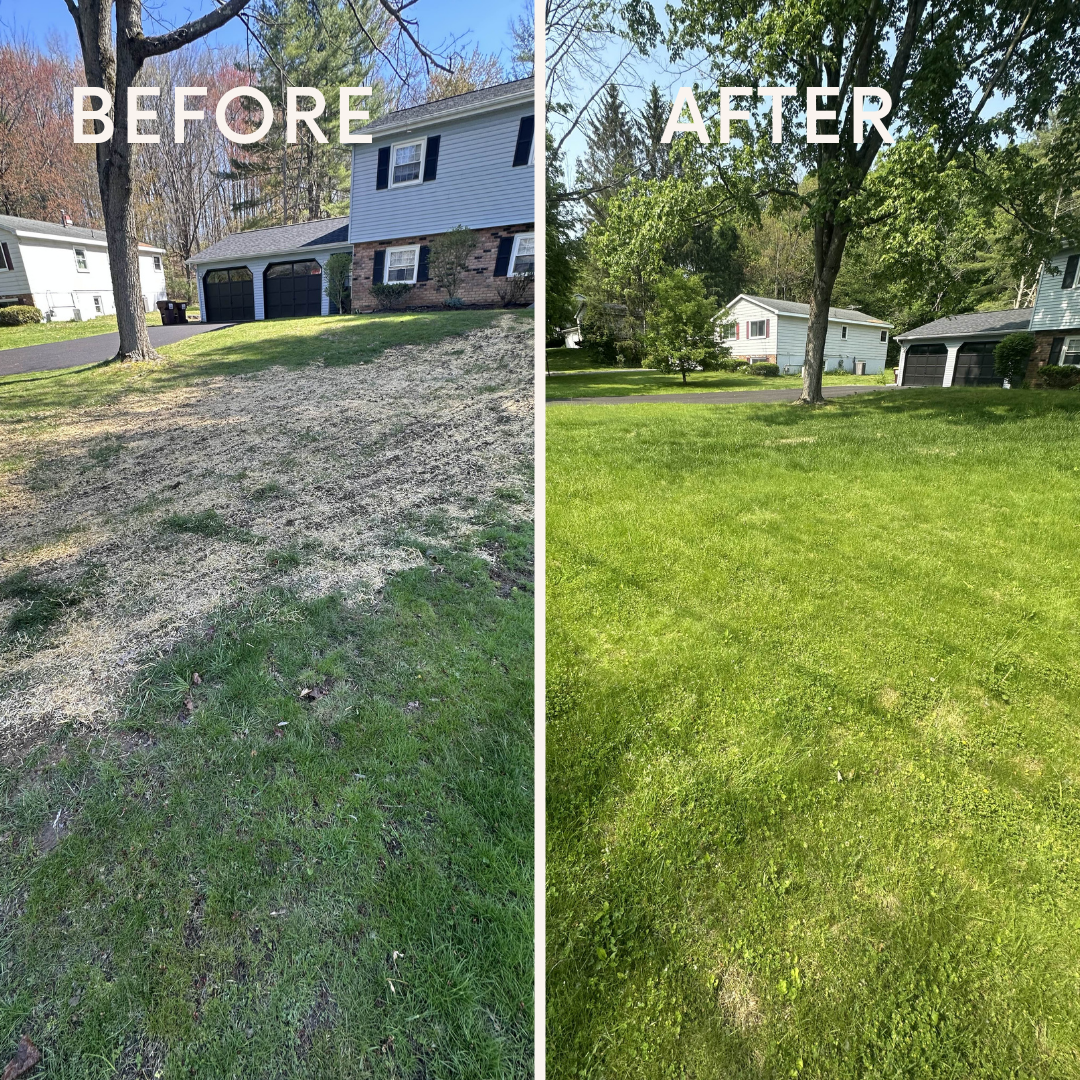 before after grass growing.png