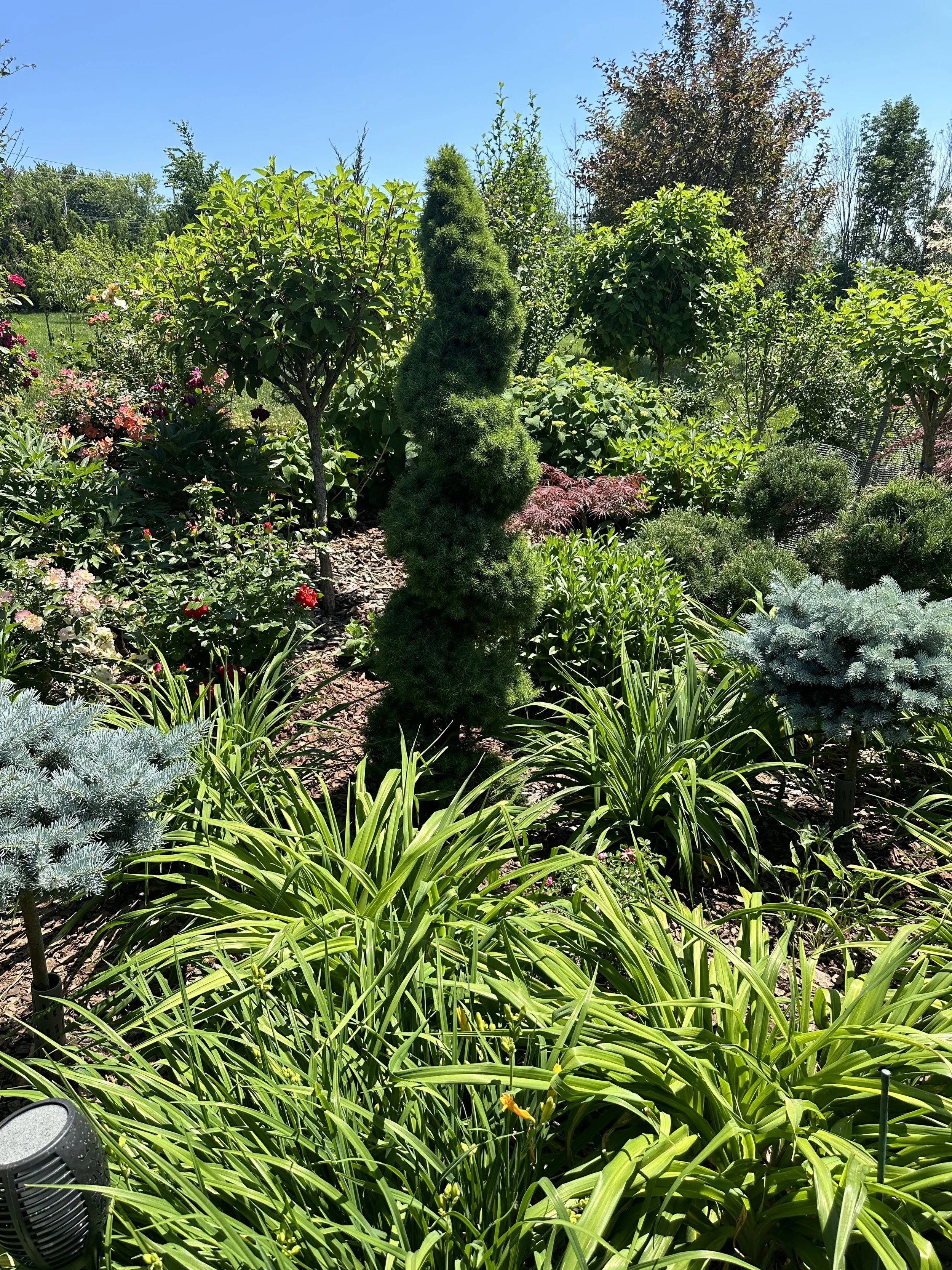 A lush garden with various green plants and trees, including a tall conifer, decorative shrubs, and flowering plants, under a clear blue sky.