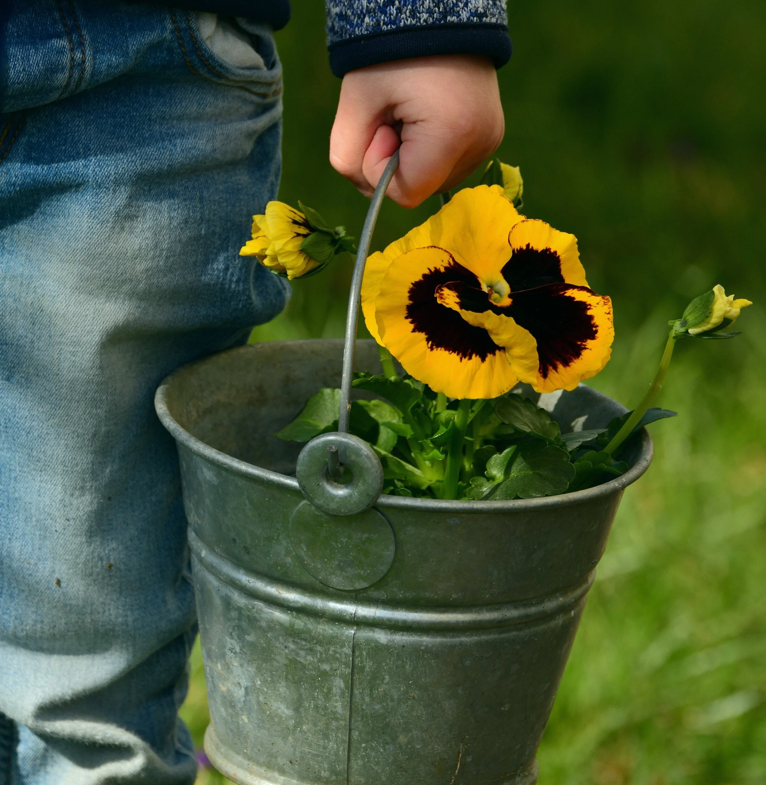 congerdesign-pansy-2173953.jpg