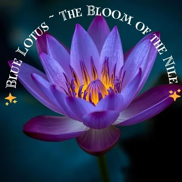 ✨ Blue Lotus ~ The Bloom of the Nile ✨*Authentically, Intentionally Sourced BULK**