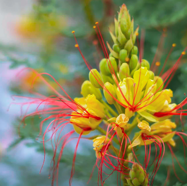 Bird of Paradise flower.png