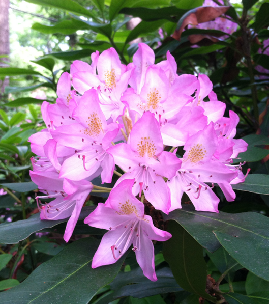 Rhododendron.png
