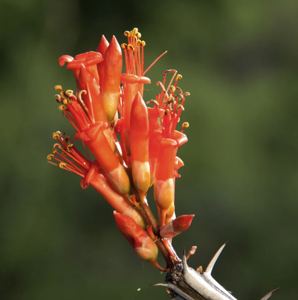Ocotillo flower.png