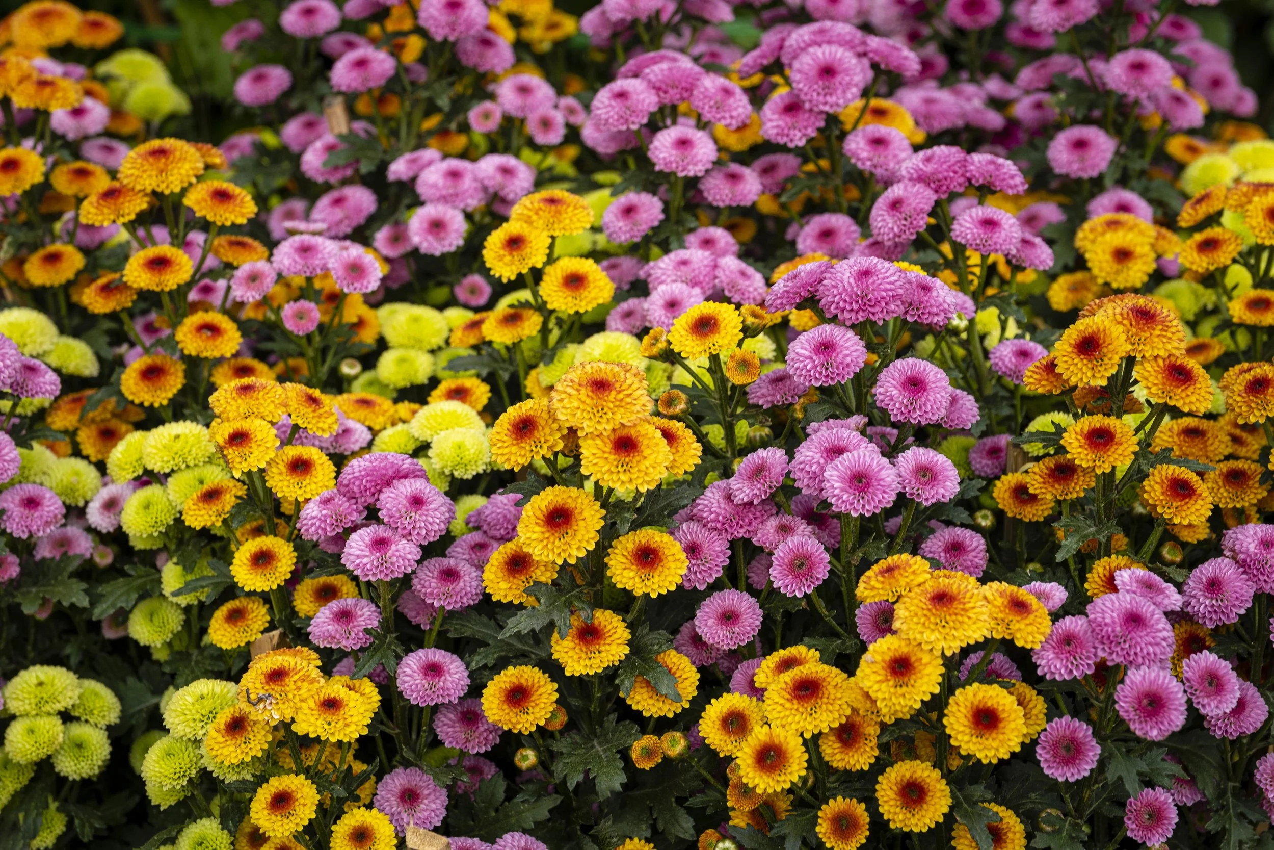 Fall Mums Sale