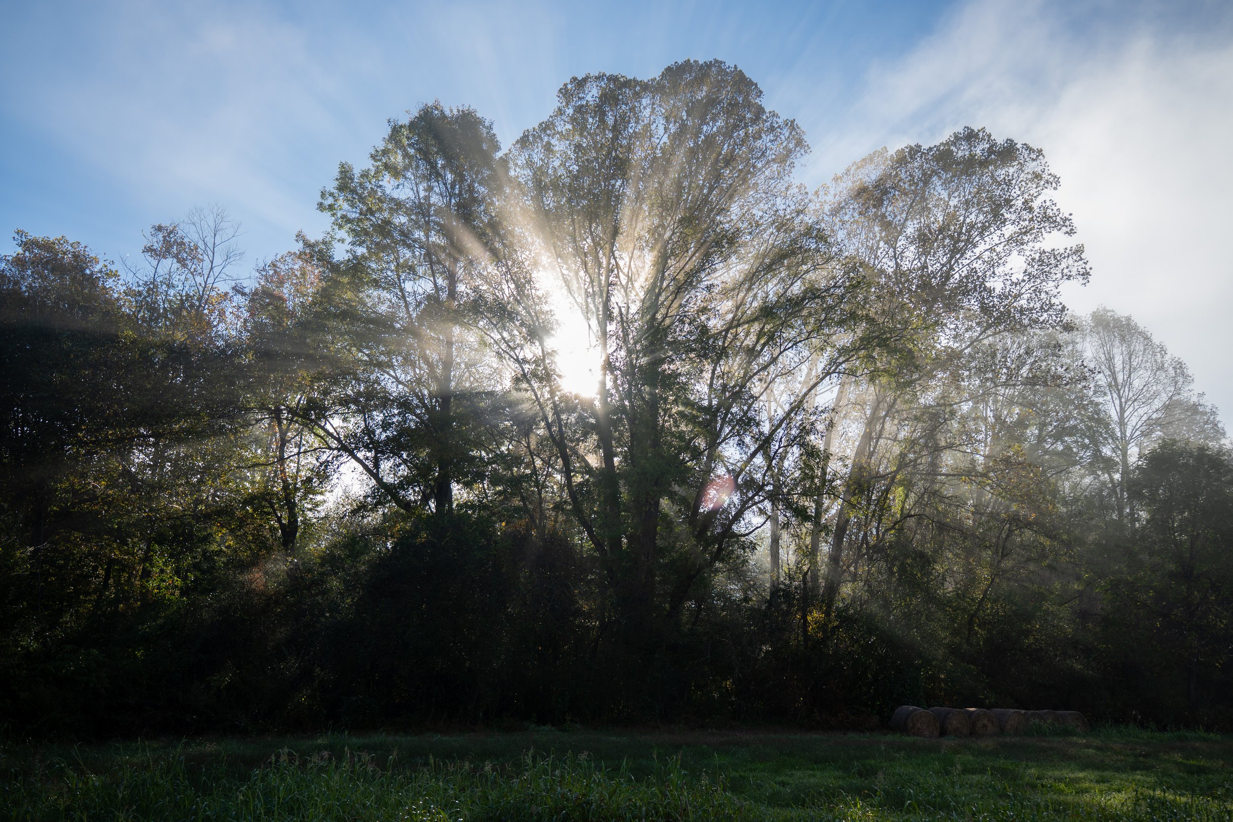 A tall, wide tree with sunlight shining through the branches