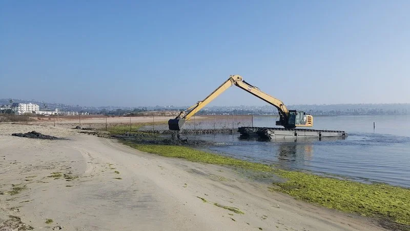 Excavator cleaning algae from a beach shoreline