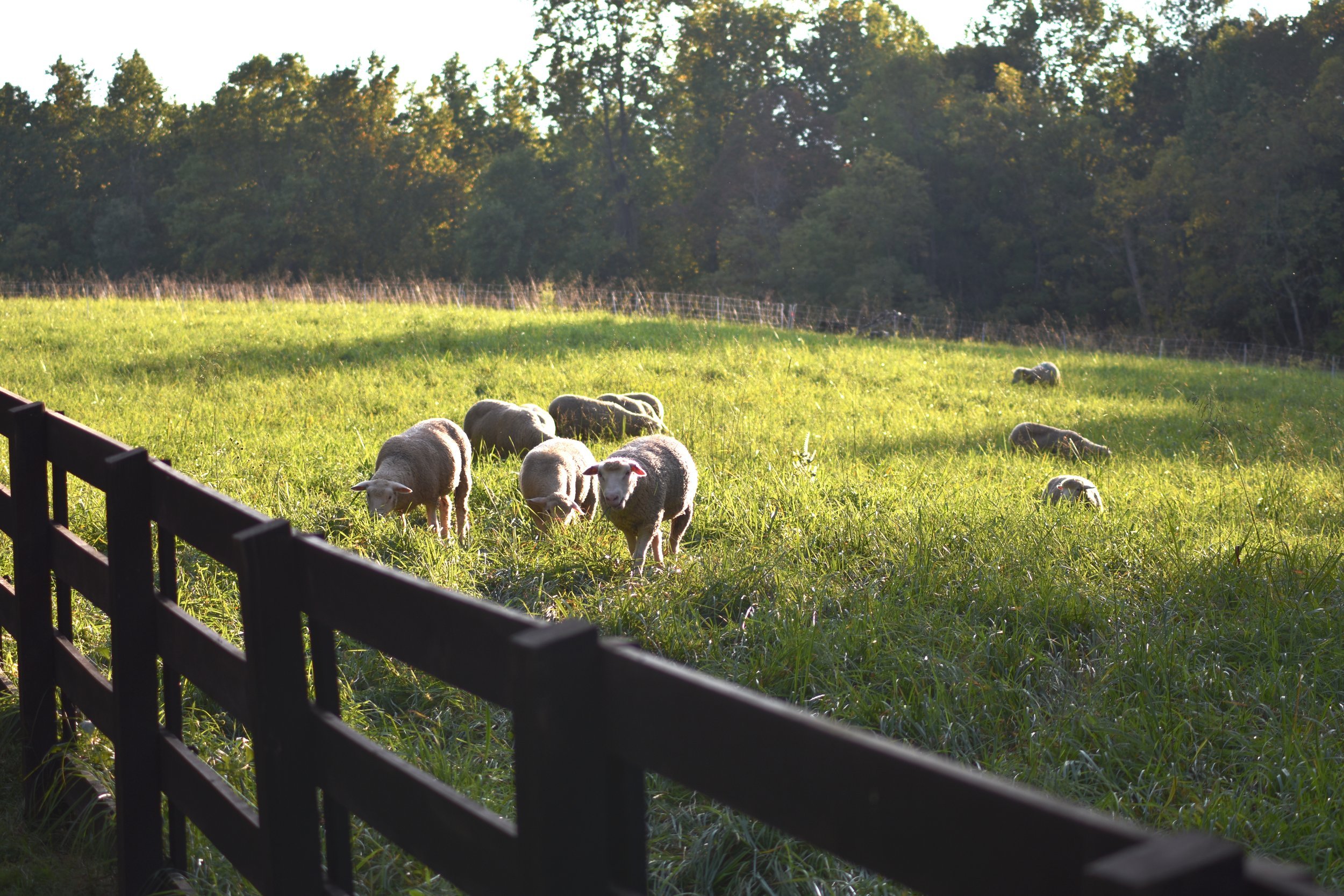 Image via Wolf Josey Landscape Architects.