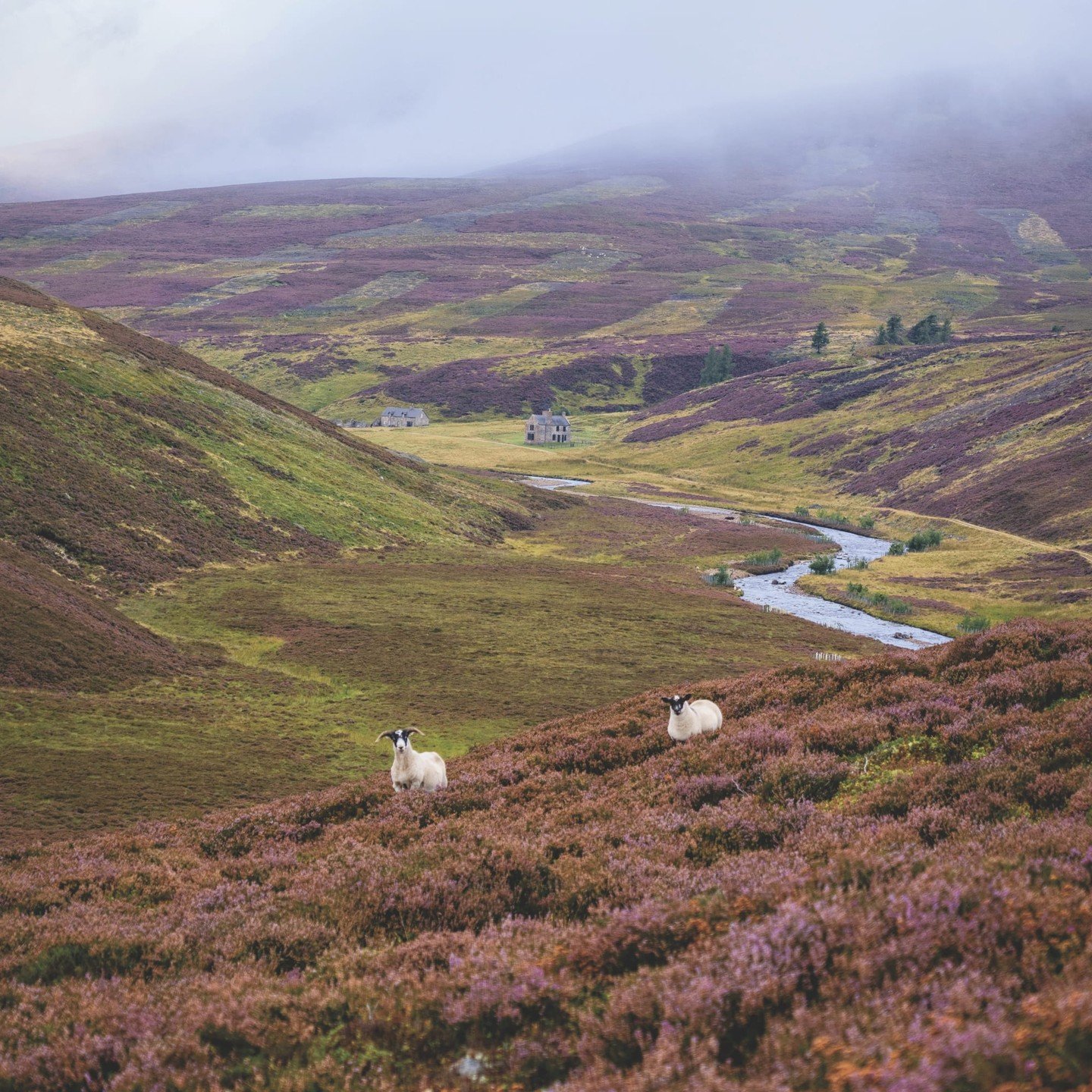 Amid tranquil landscapes near the Fife Arms and Gleneagles, fly-fishing in Scotland becomes a quiet escape from the everyday. It&rsquo;s not just about the catch&mdash;it&rsquo;s about being present. 🎣🌿

Reach out to plan your own peaceful Highland