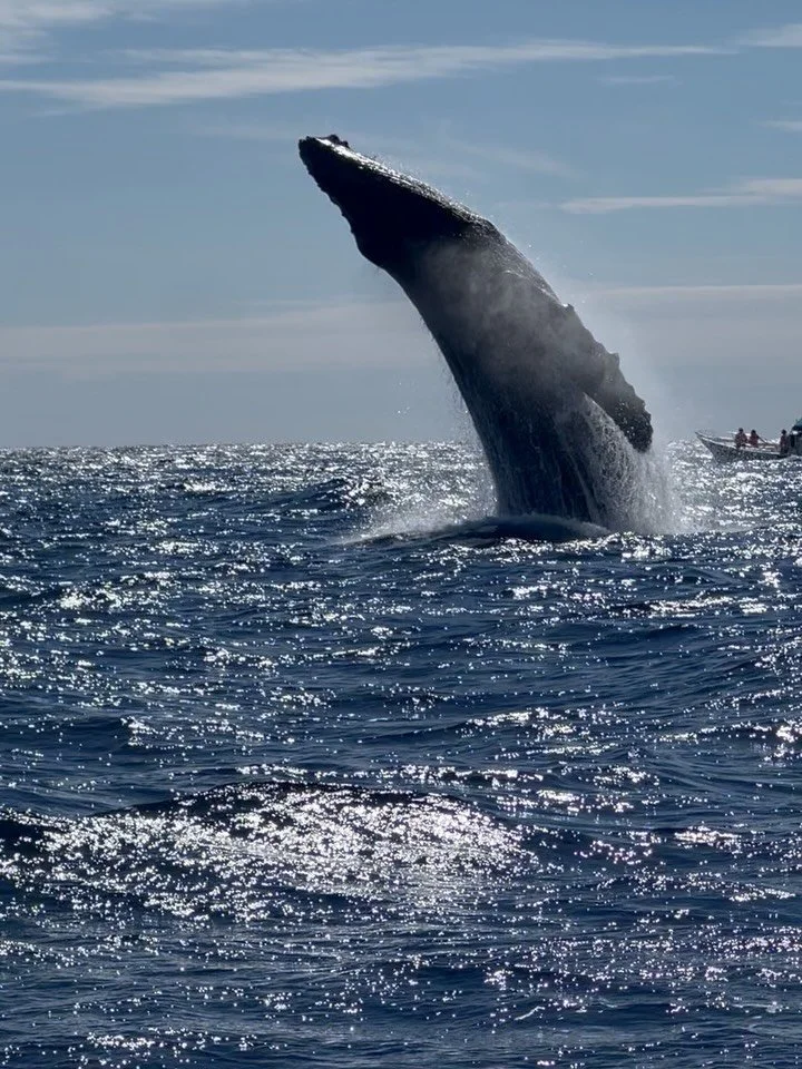 This never gets old ❤️🐳✈️