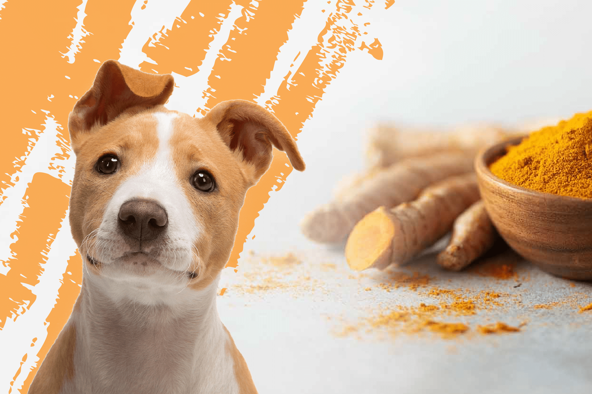 Petpedia — Hot Brewed SEO Client