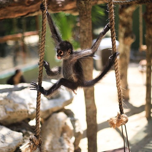 monkey-tulum.jpg