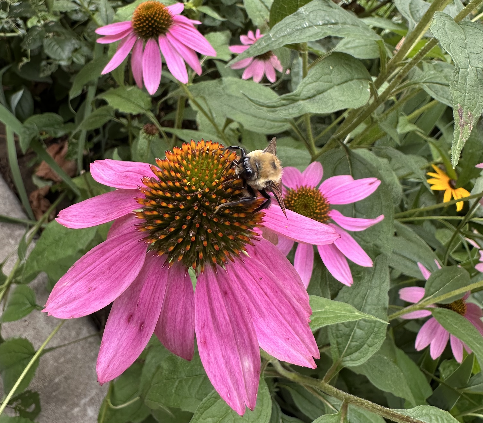 Manuscript Milestones: Writing Update and What’s Next