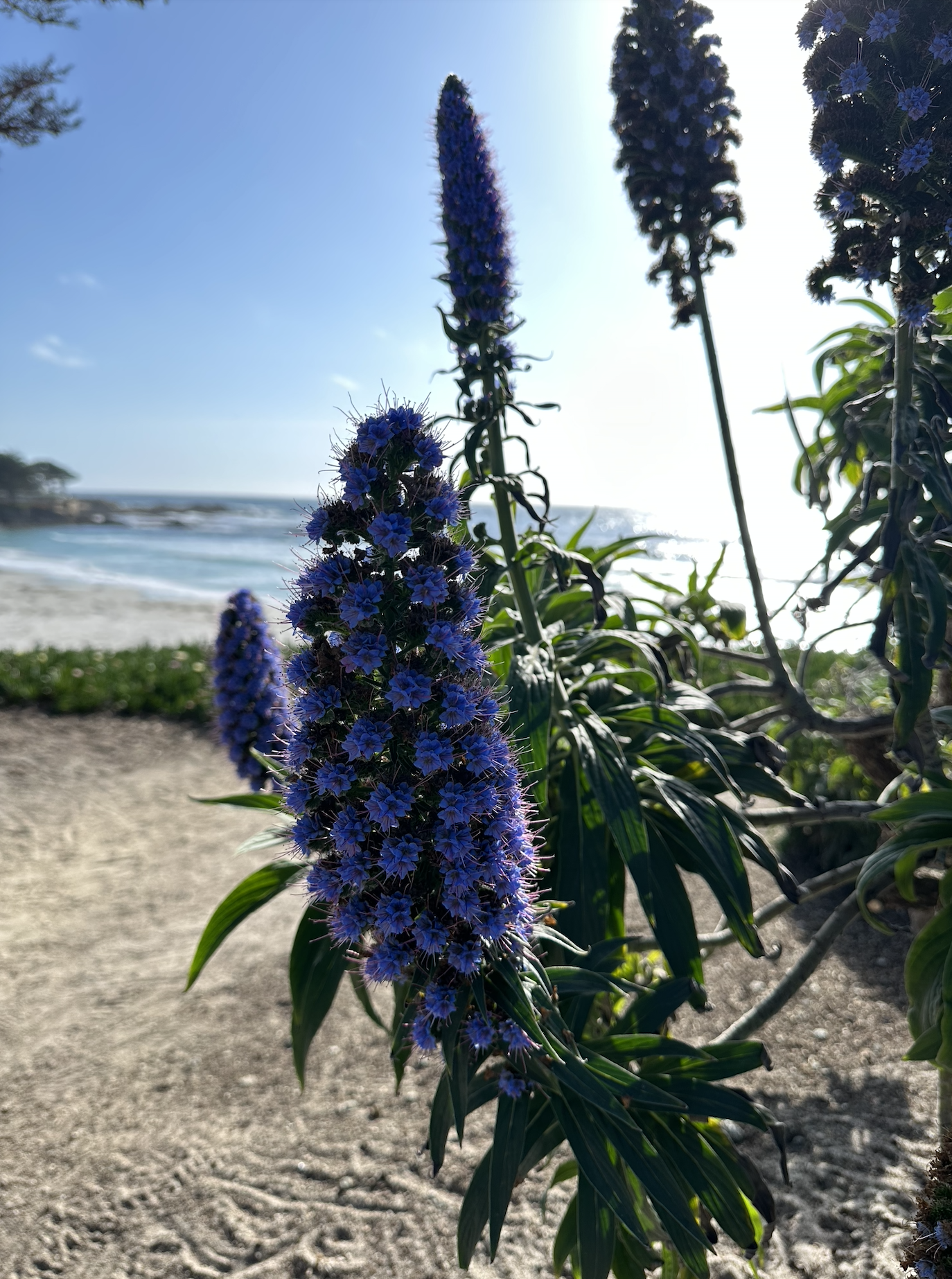 Carmel Beach by Lacy Brunnette.png