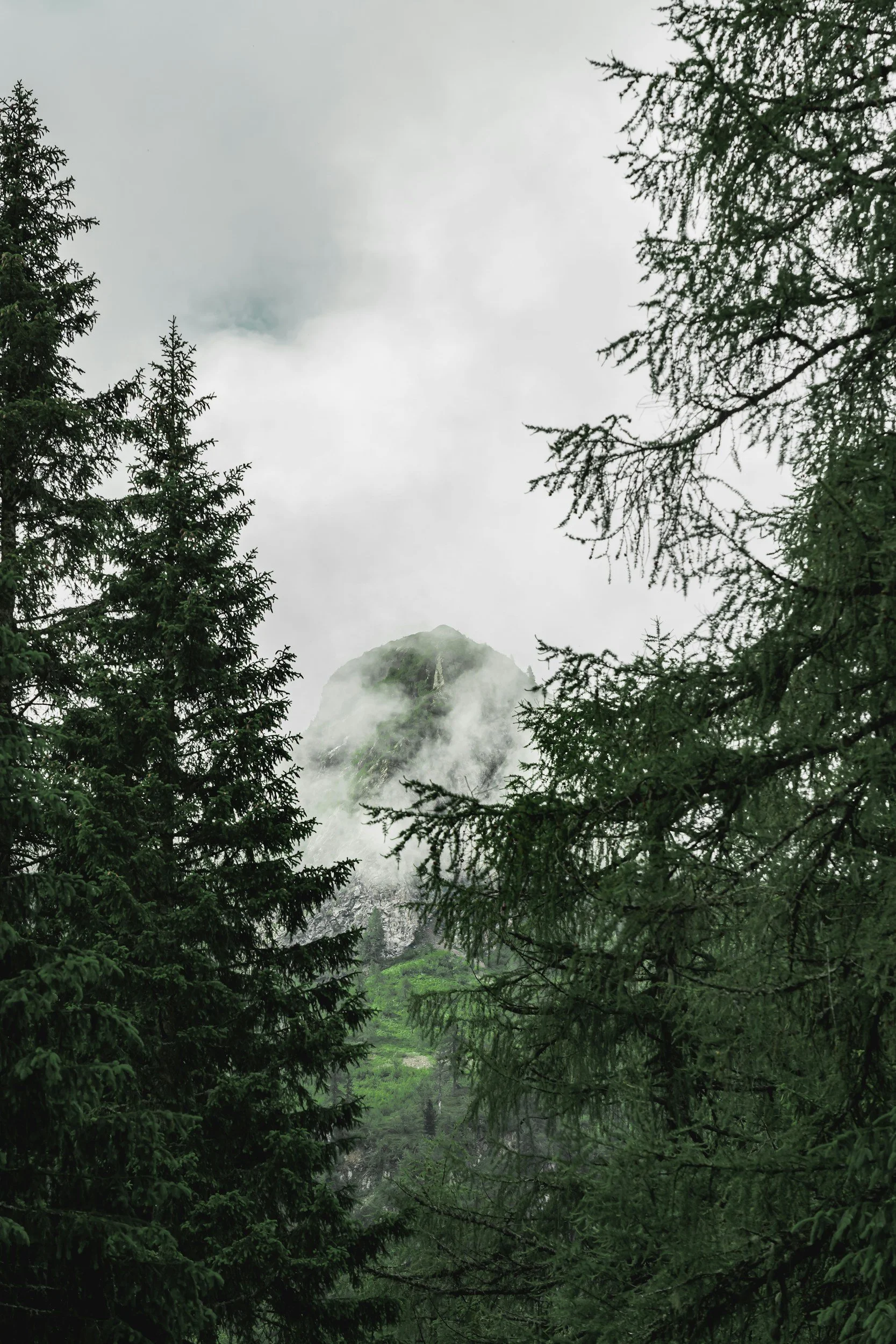 Misty mountain peak surrounded by evergreen trees and fog.