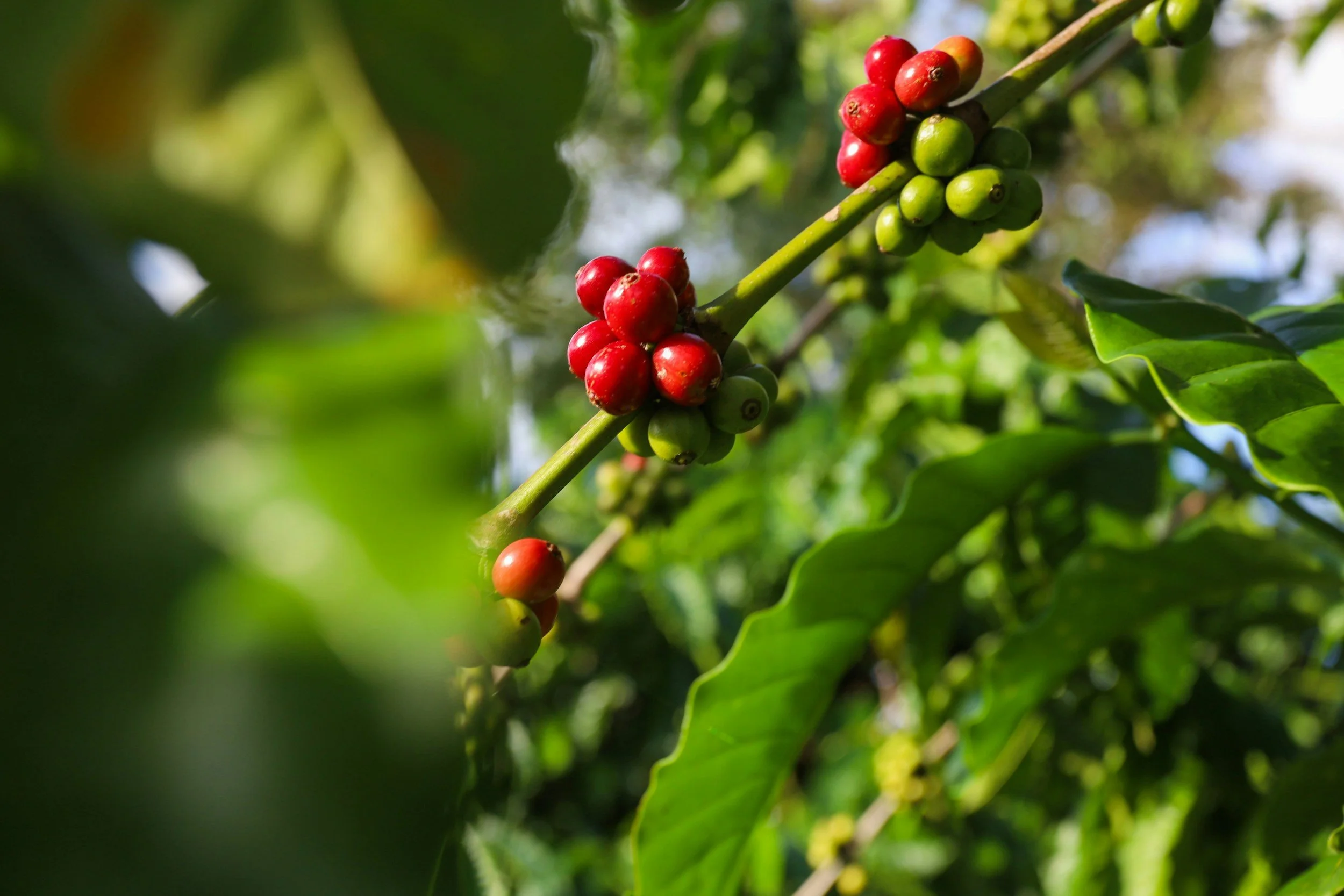 Coffee Cherry