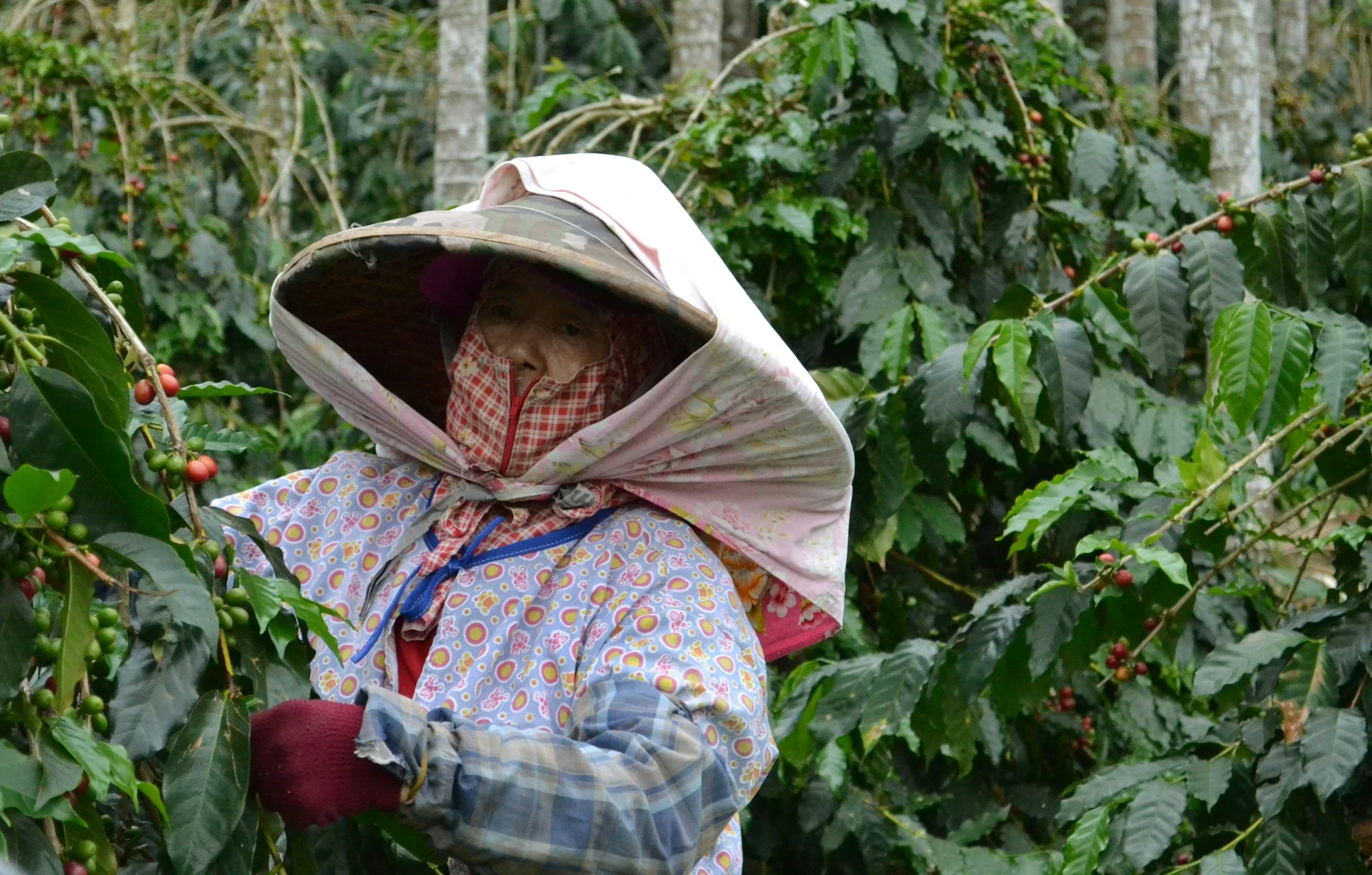Coffee Farmer