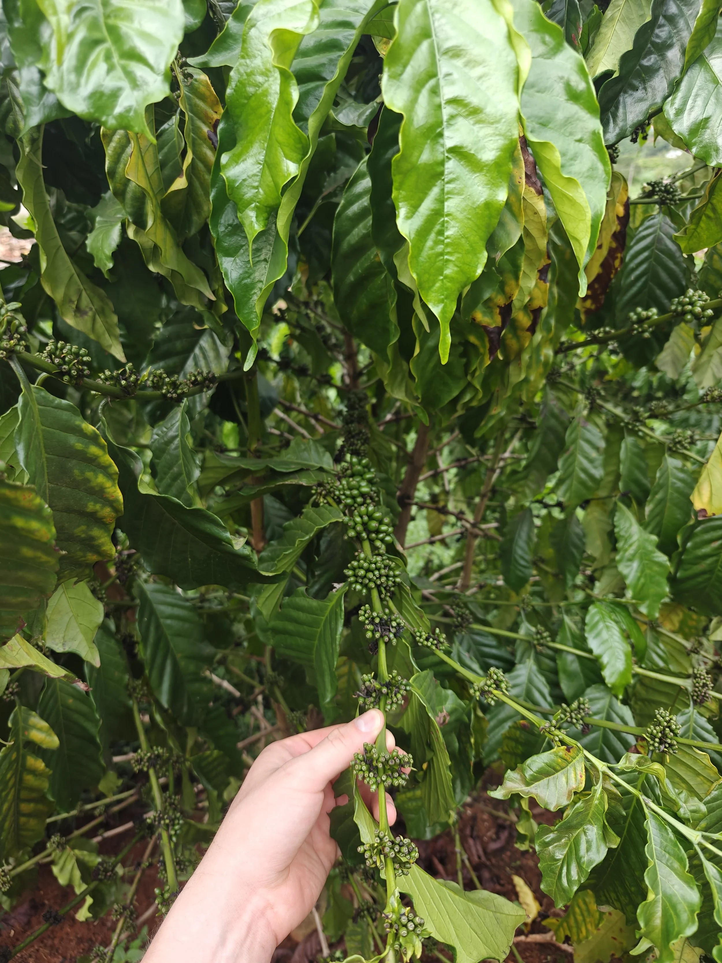 Coffee Plant
