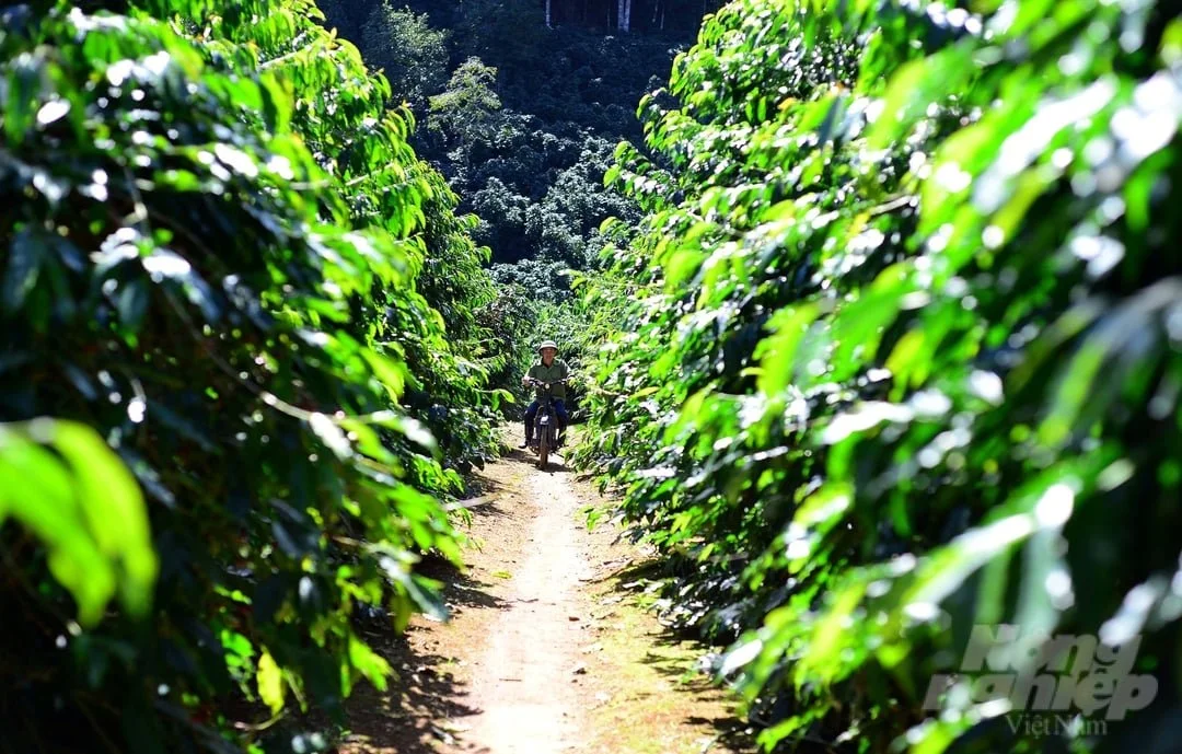 Coffee Farm