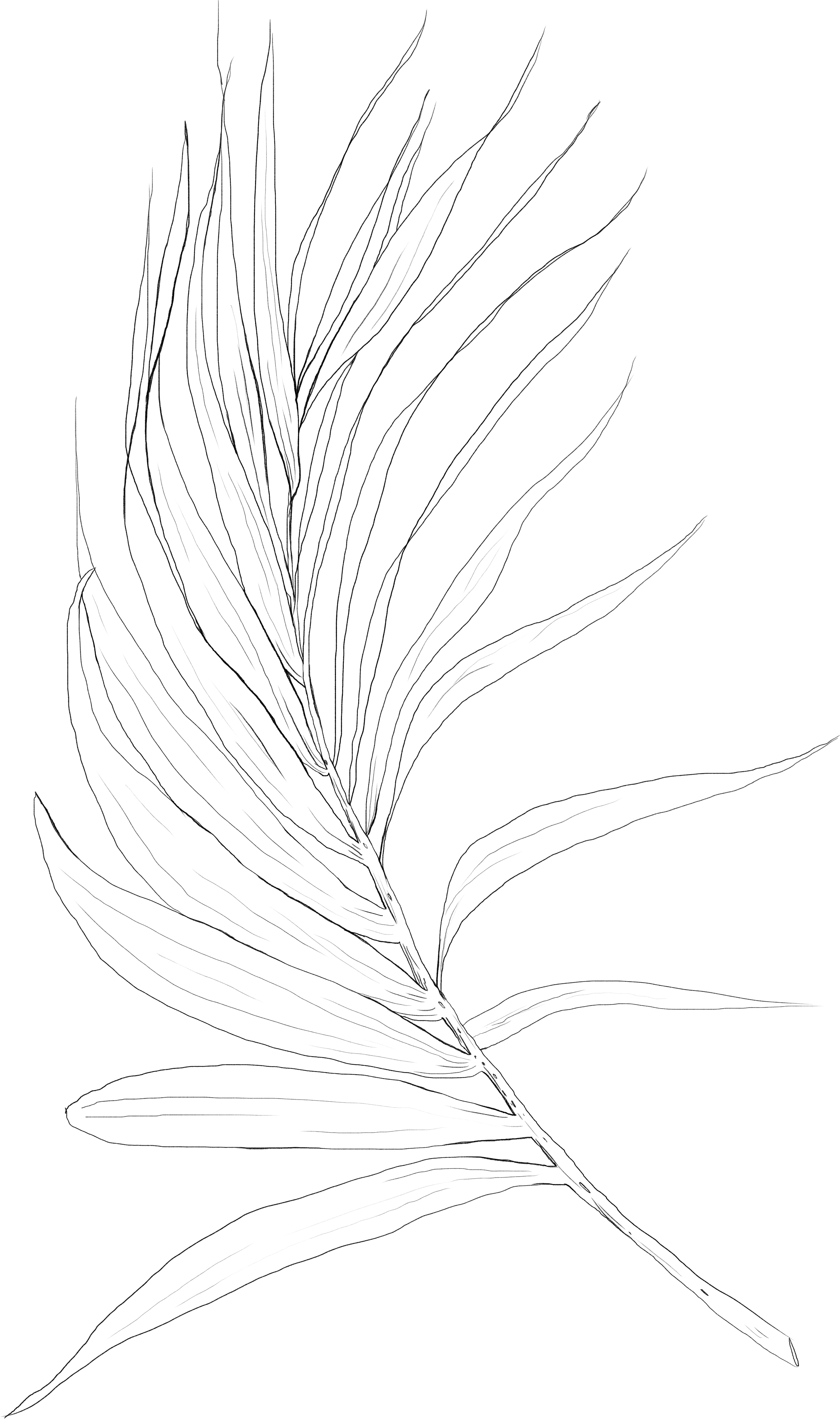 Black background with thin white outline of a palm leaf.