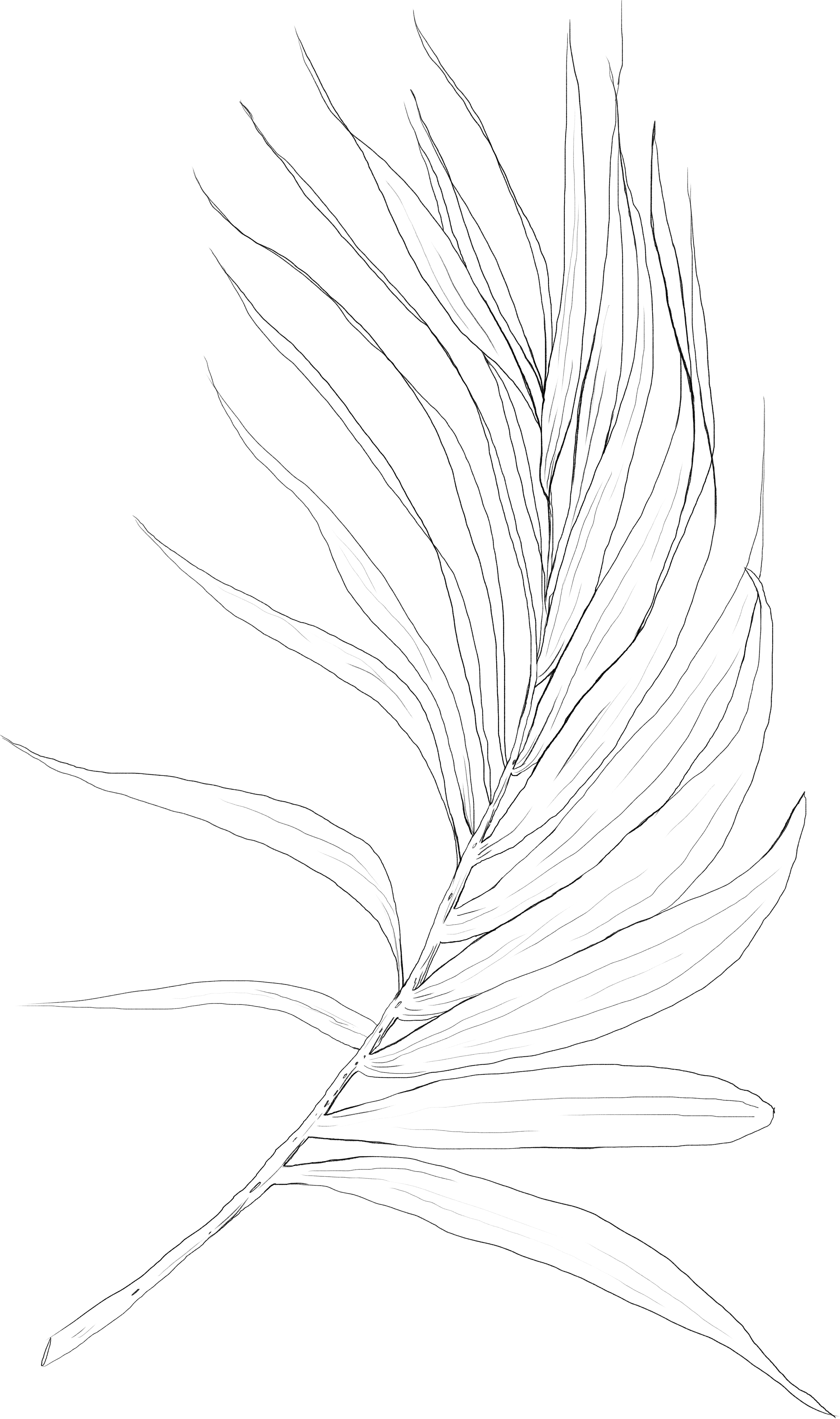 graphic for Oahu wedding photographer