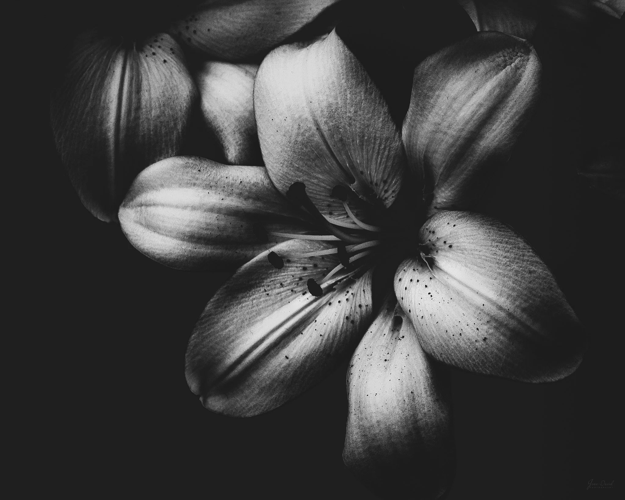 AMAH | Generous | Généreuse