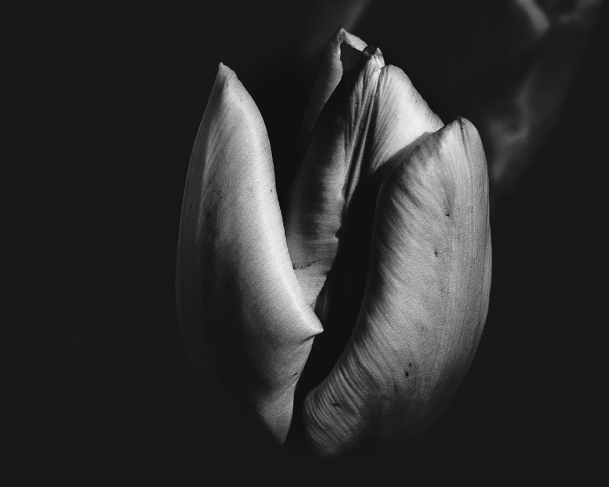 JILL | Composed | Sereine