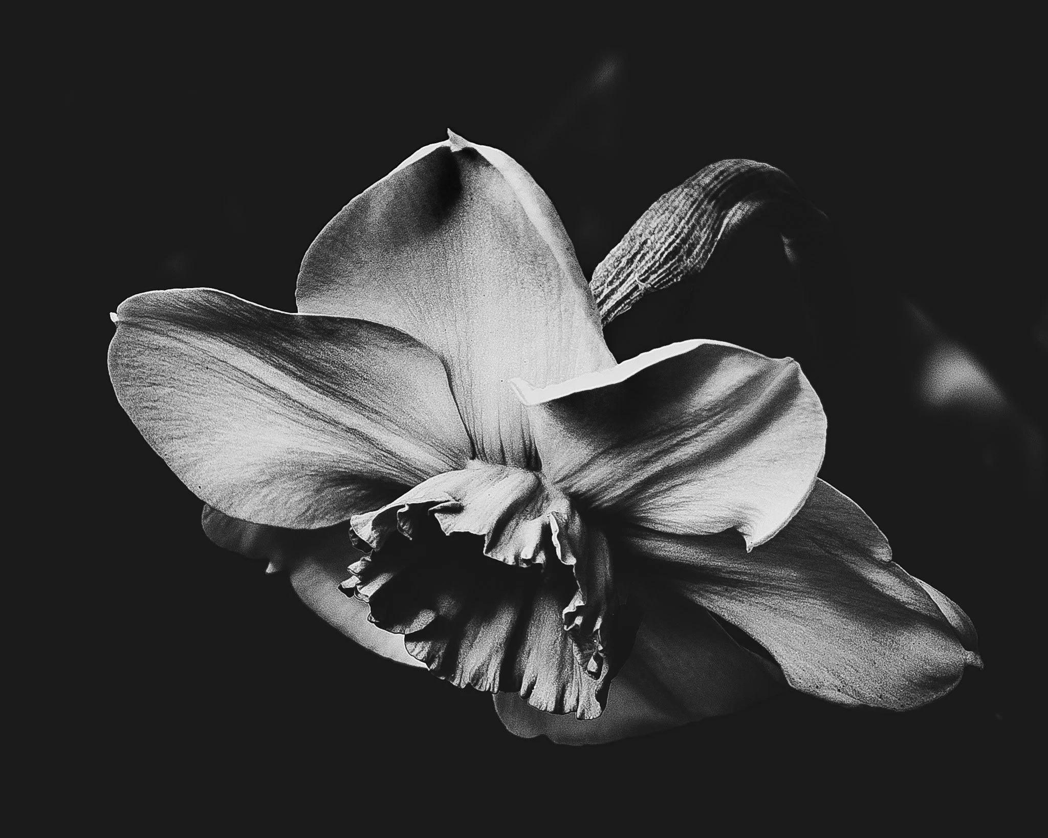 MARAKI | Gracious | Bienveillante