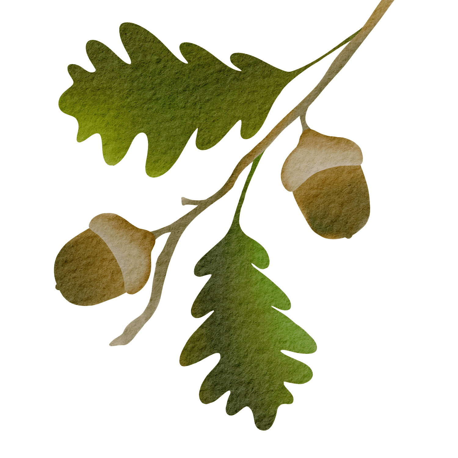 Acorns-and-Oak.png