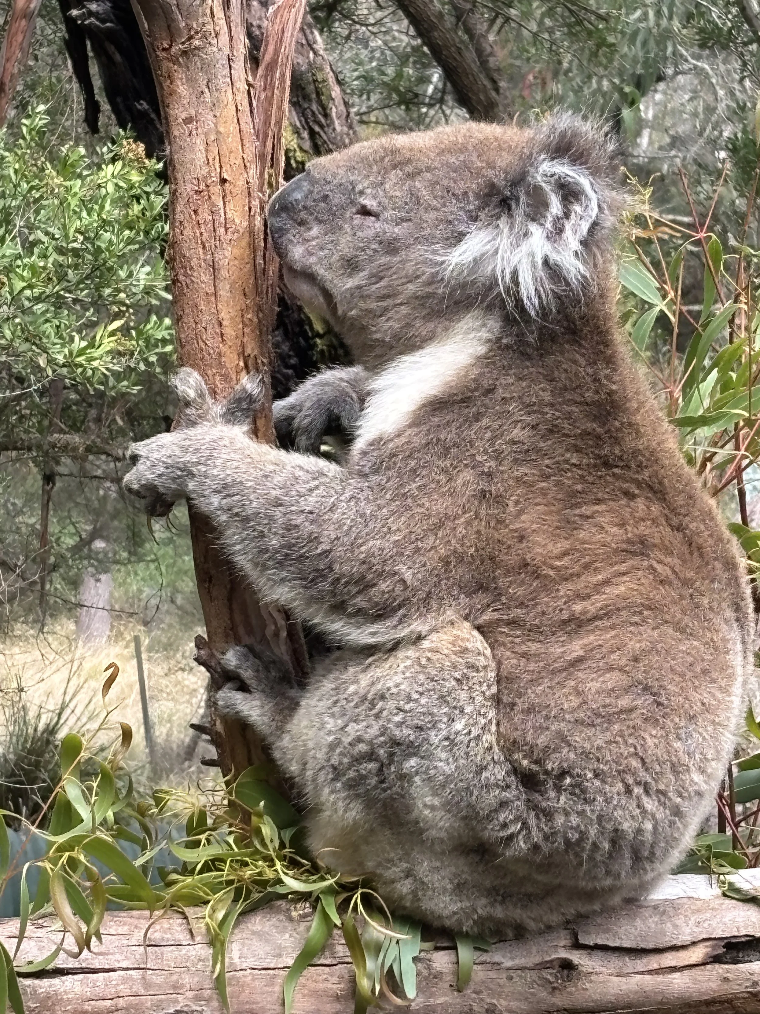 Back from Australia: Time for a Reset