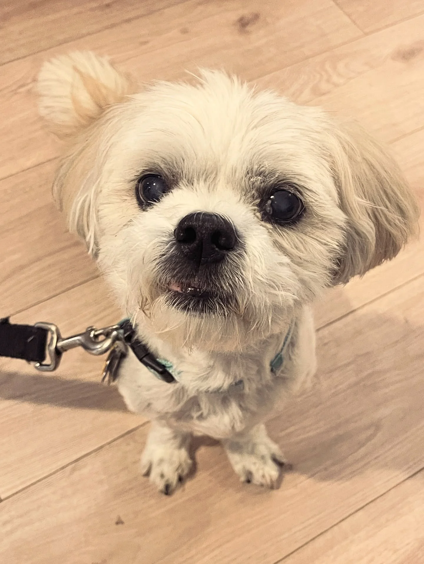Will pose for treats 🐶 CHARLIE, we love you little man! Living his best golden years this week at the Berkshire Valley Inn. He loved his fleece blanket so much, we had to send his parent the link to purchase one for him! 💗

#dogfriendly
#motel
#wes