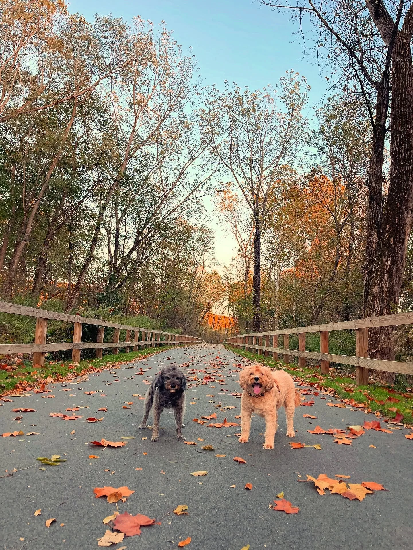 Pup walks are the best walks! 🍂 🌞 🐶  Cole Field is fabulous, 1/2 walk through the woods and the other 1/2 along Williams College fields. Highly recommend. Only 12 minutes from the motel. 

#intheberkshires
