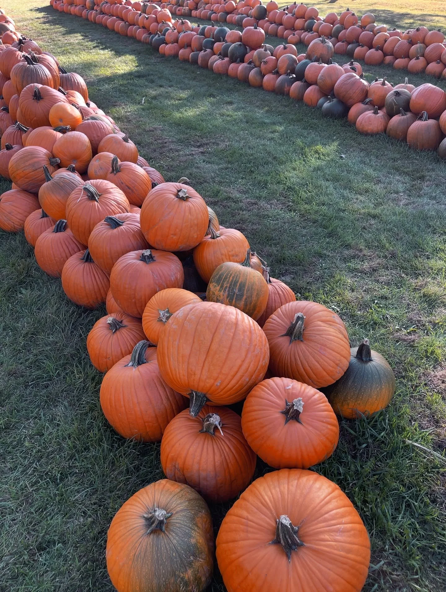 Still looking for that perfect pumpkin? Head over to @whitneysfarmmarket they are pretty stocked up still and they have a fun corn maze, hay ride (check hours), fresh market of goodies, mums and more. One of our favorite places in the Berkshires