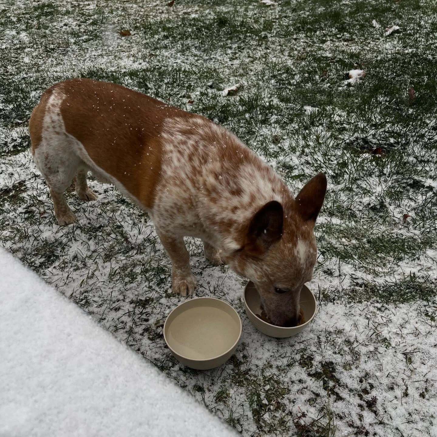Friendly reminder to join your local facebook groups so if your sweet animal goes wandering, your neighbor can reunite you as quickly as possible. Our camera went off this morning and I had to watch it back a couple times to figure out that it wasn&r