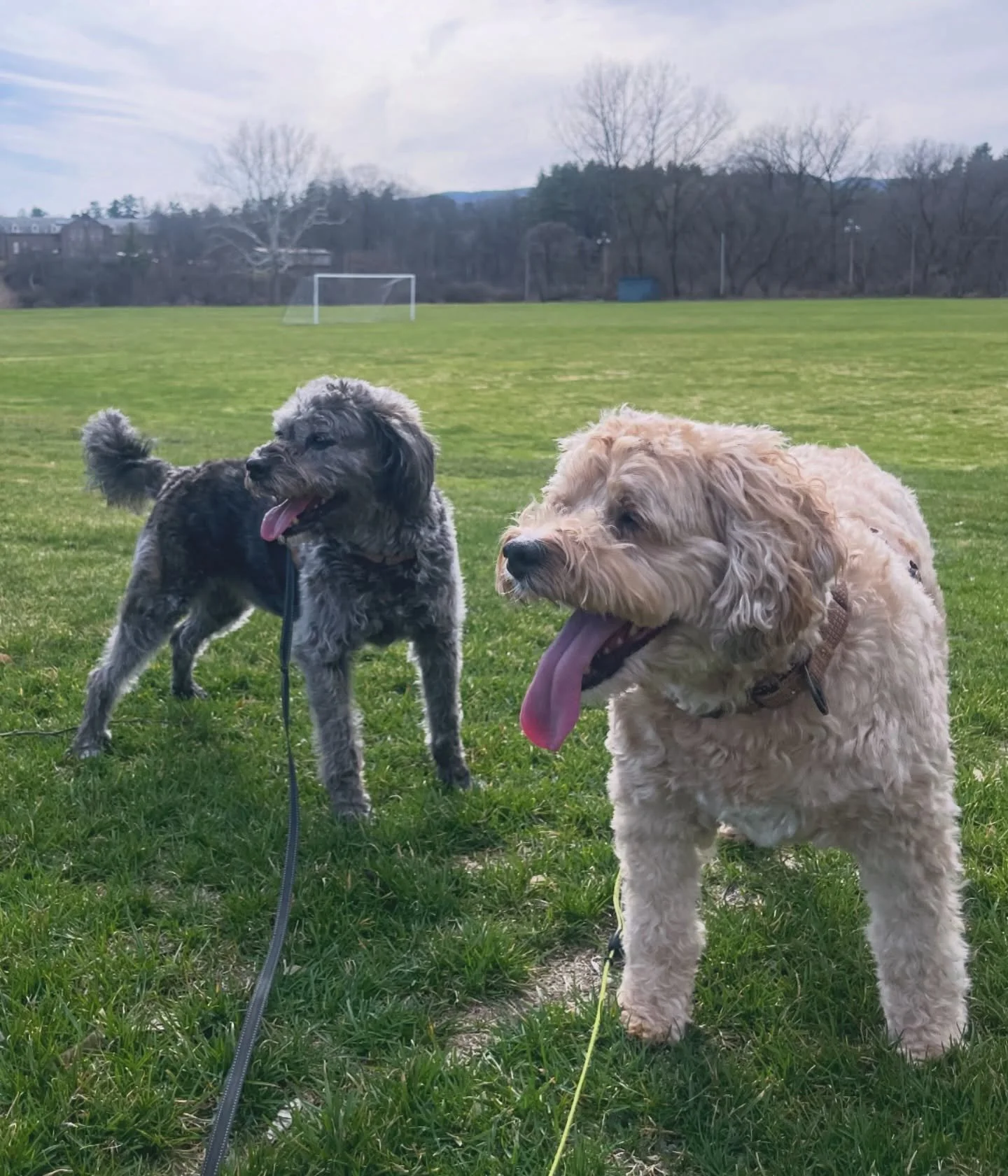 Suns out, tongues out! 🐶