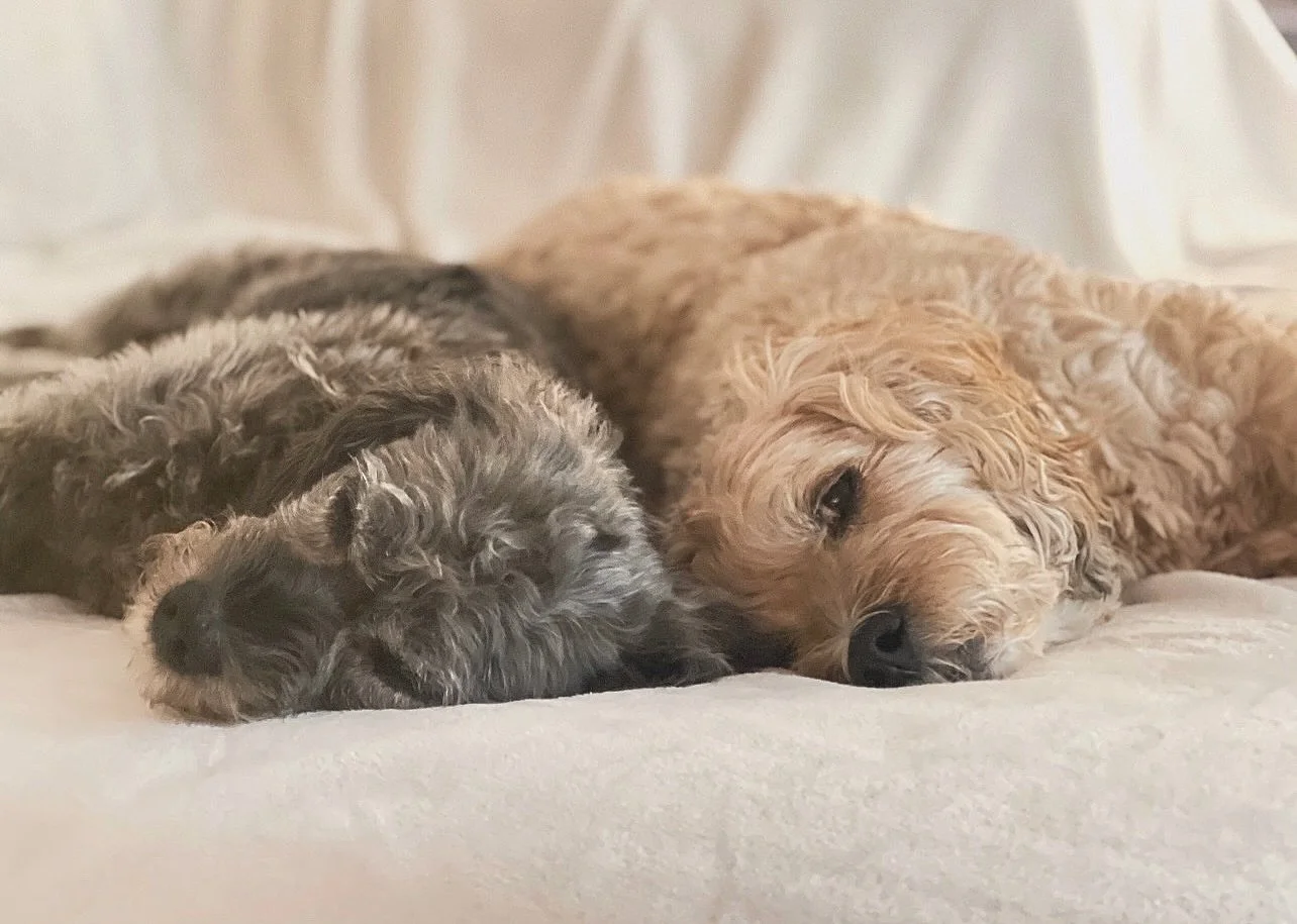 365 days with our Moll-Doll 🤍

It has been an incredible honor to give this sweet senior girl the golden years she so deeply deserves. She was always meant to be part of our pack&hellip; and I think she knows it.

Thank you to all of our wonderful g