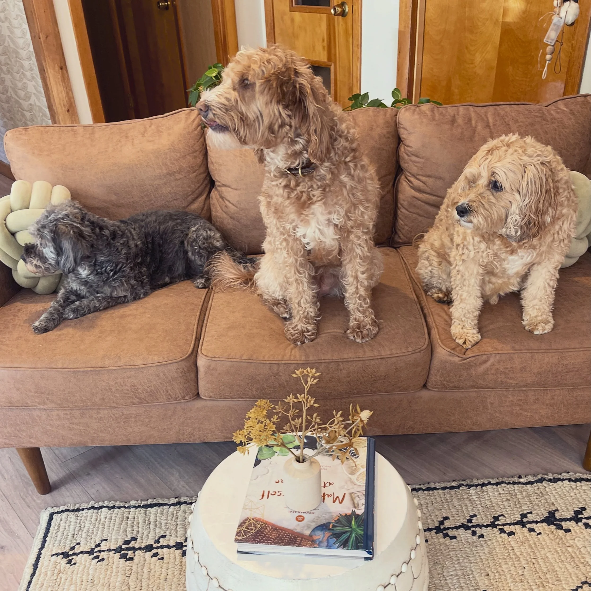 &ldquo;Everybody look at me!&rdquo;

nope 🐶 🐶 🐶 

Bair &amp; Molly hanging with a new friend Lola 

#intheberkshires 
#dogfriendly 
#staywithus 
#homeawayfromhome 
#dogfriendlyhotel