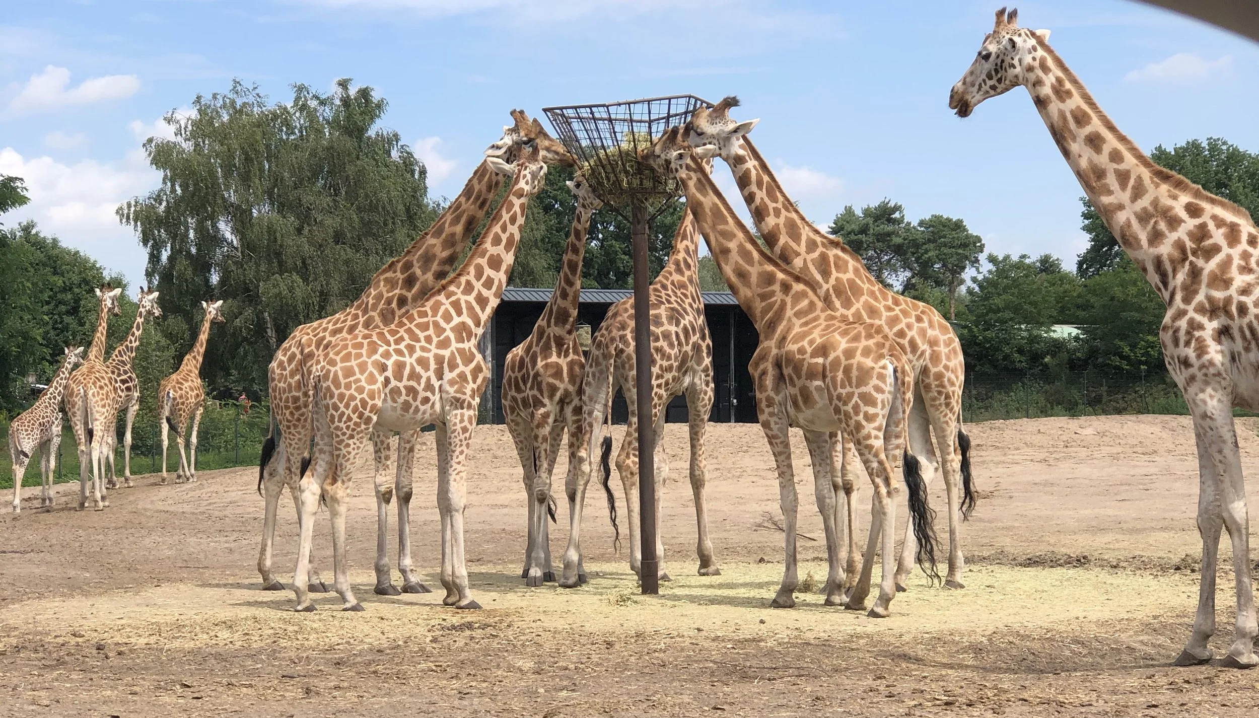 Group of giraffes gathered around a feeding structure in a zoo enclosure, with some in the background and greenery behind them.