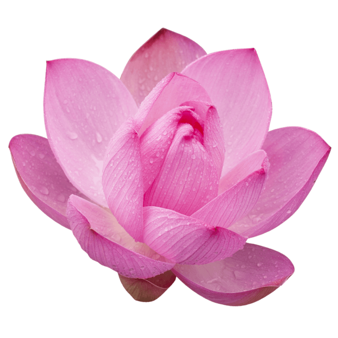 pink lotus mini icon