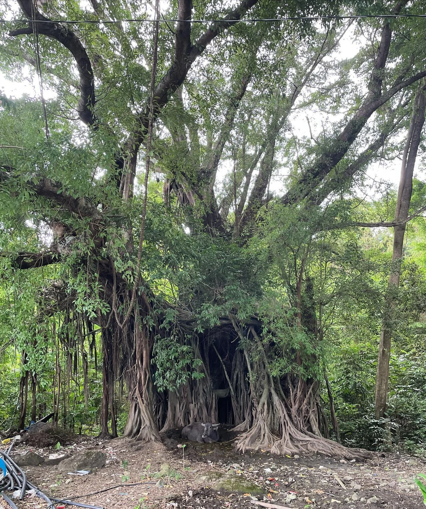 This is the tree that the Engkanto show image is based on. Notice the branch inside, forming a perfect 90 degree angle top of a door&hellip; 

&ldquo;This play is ritual. This play is spiritual safety&hellip; It is real, it is for fun, it is folklore