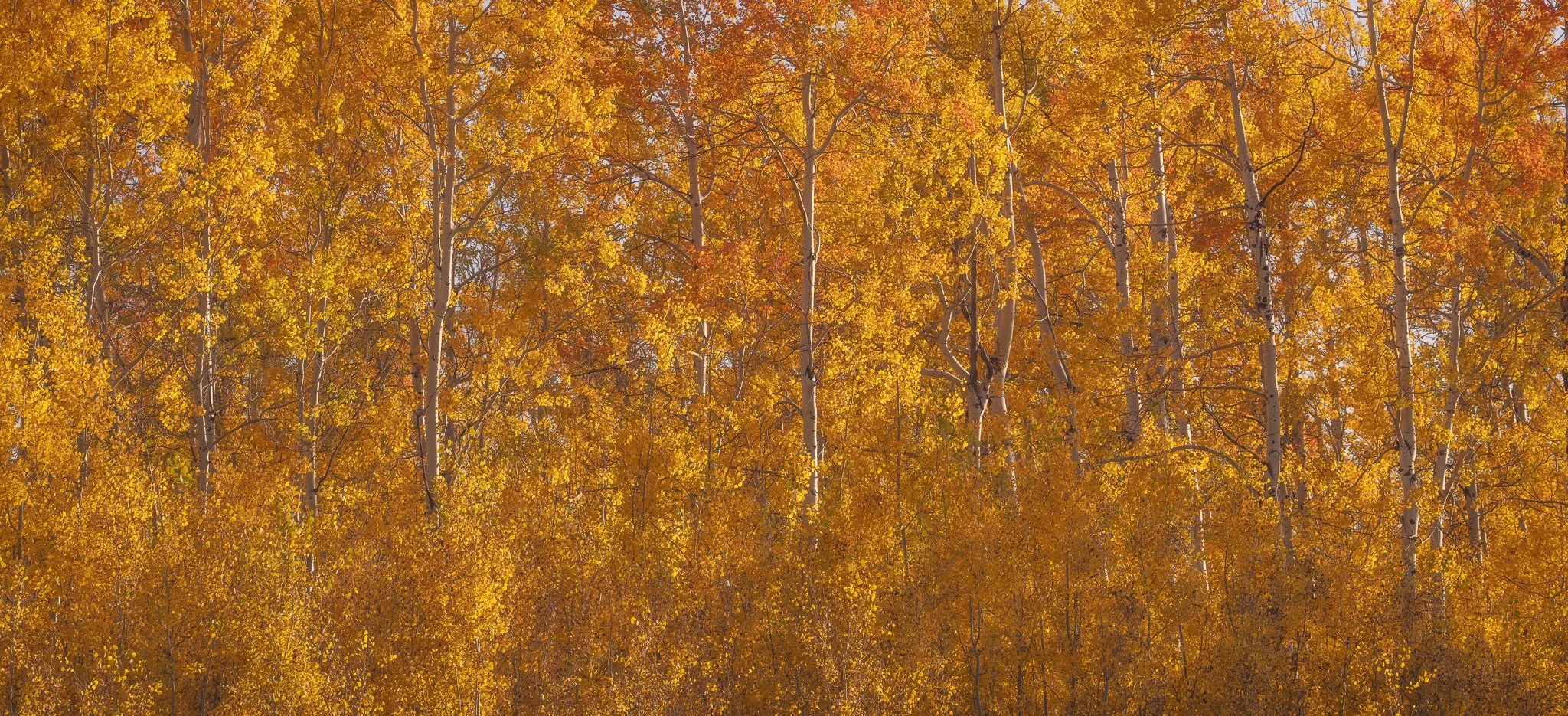 Aspen Pano 3.jpg