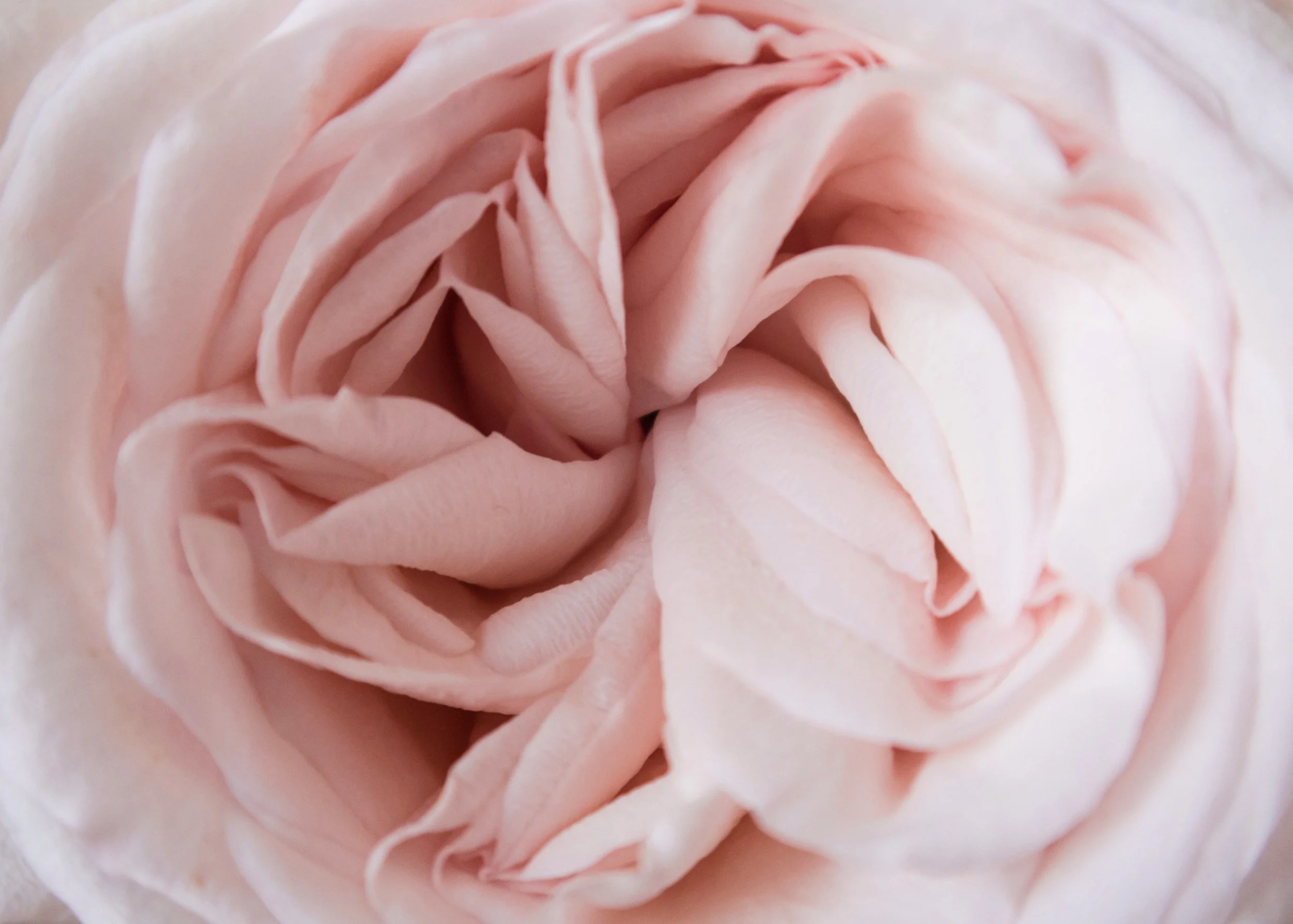 Close-up of a soft pink rose with delicate, layered petals.