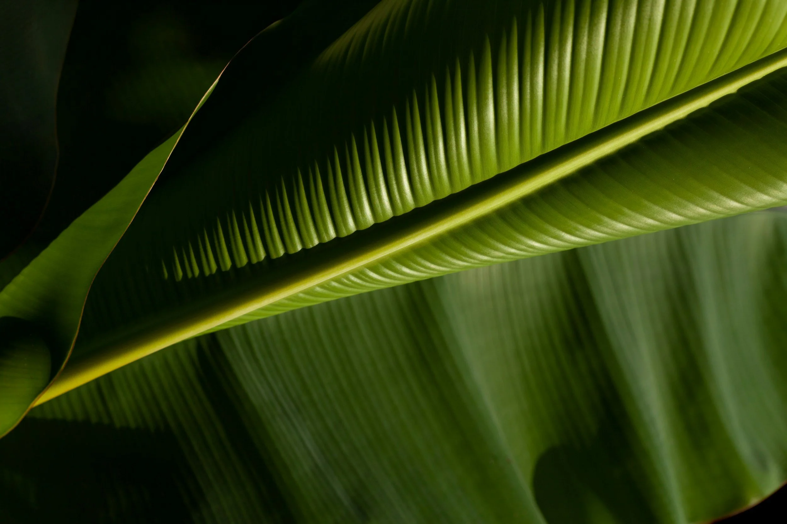 Close-up of green banana leaves with prominent ribbed patterns and smooth texture.