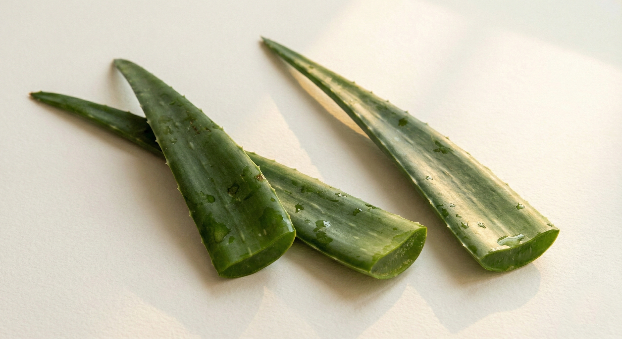 aloe.png