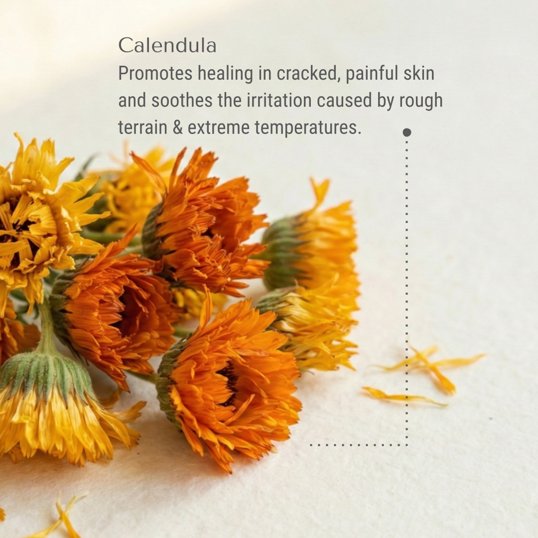KI-charlie-calendula.png