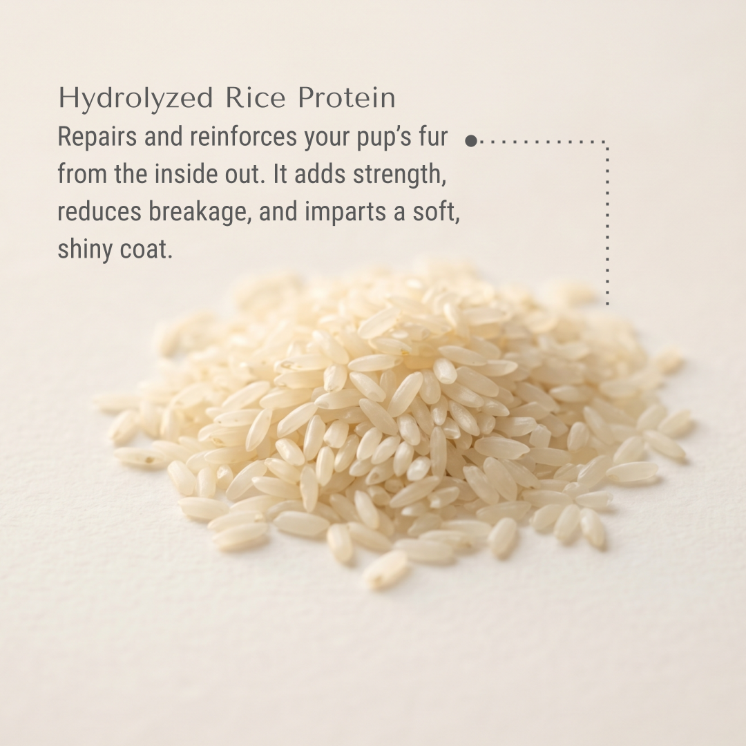 KI-payson-rice.png