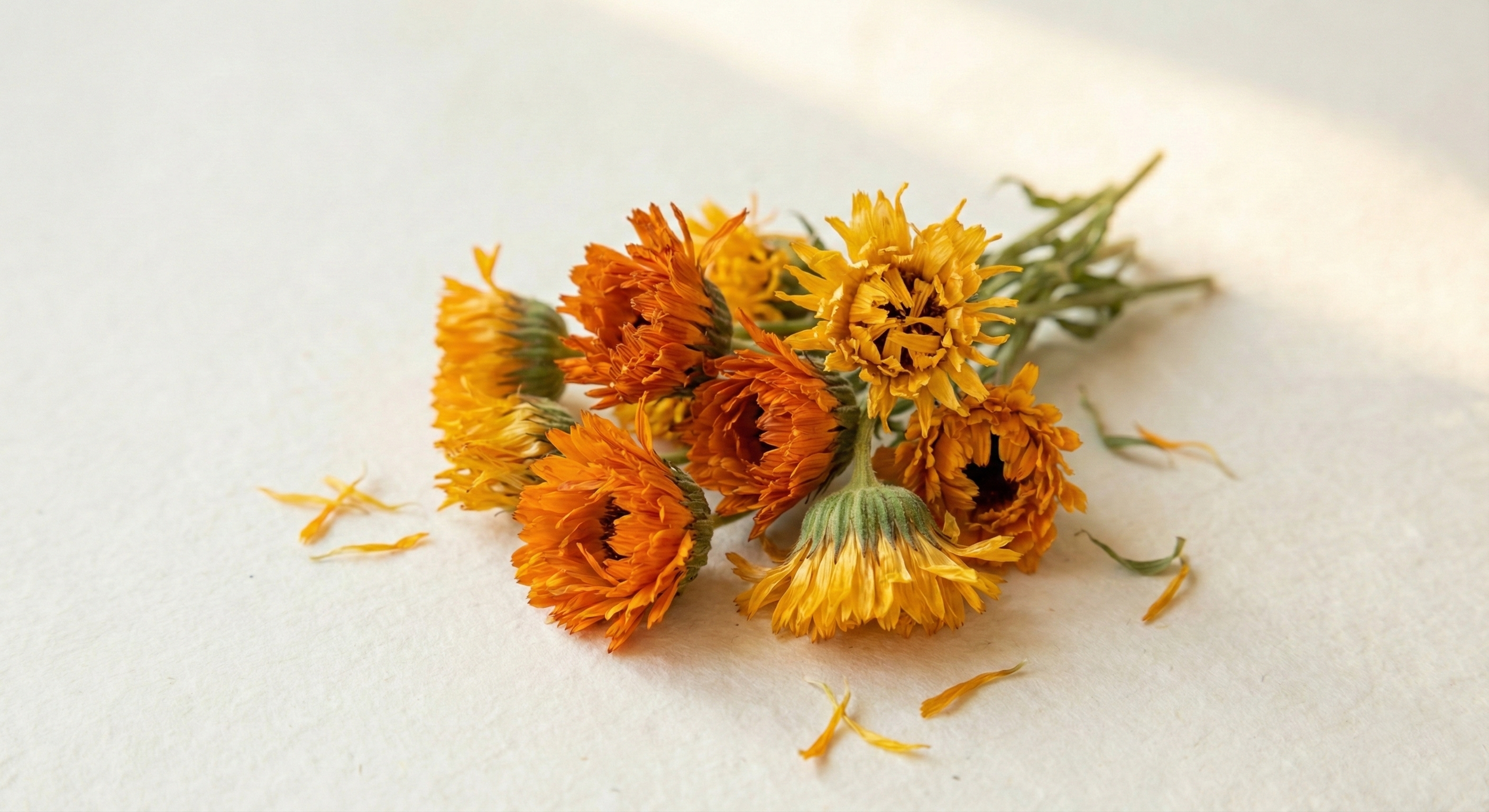calendula.png