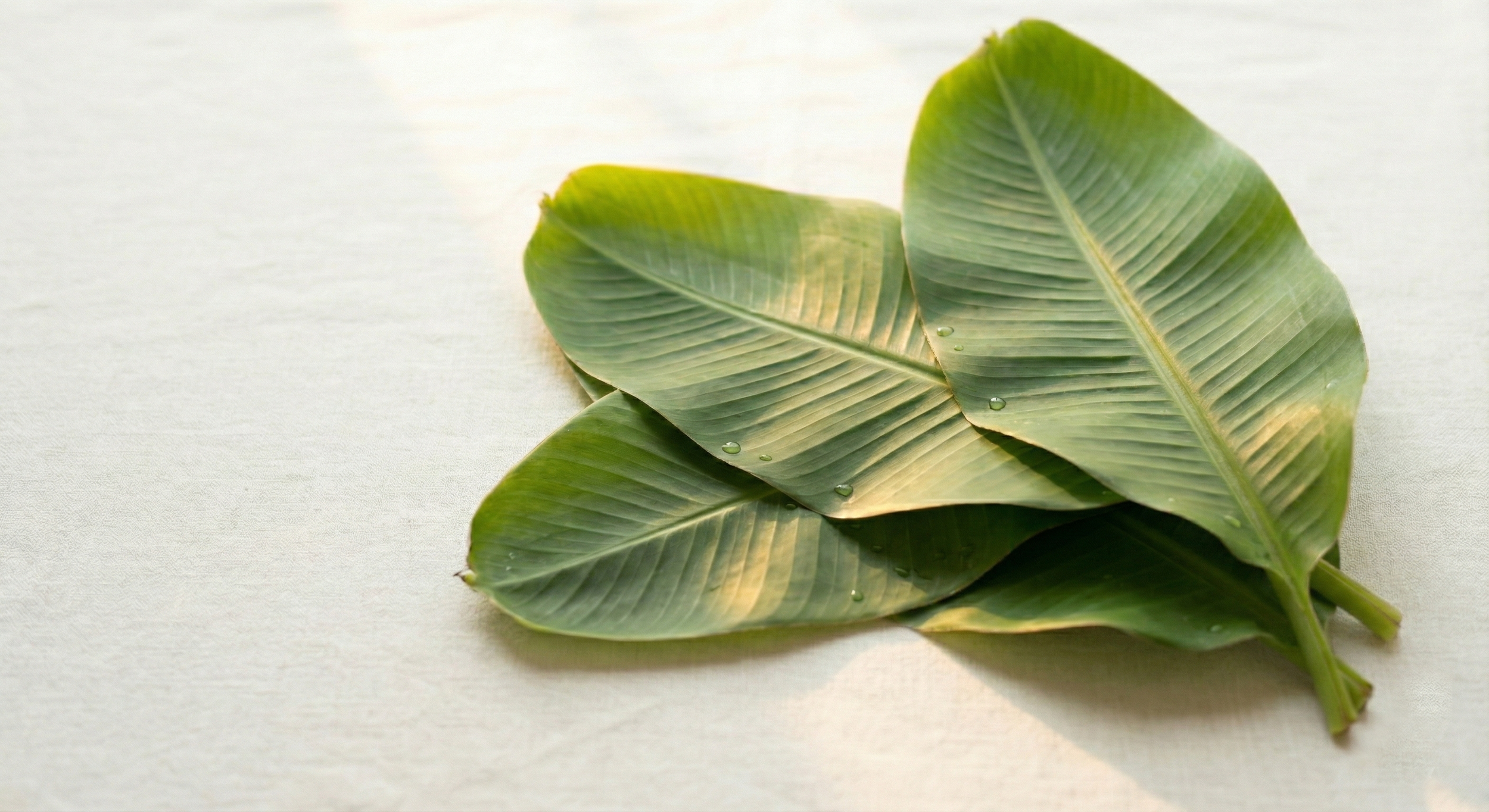 banana leaves.png